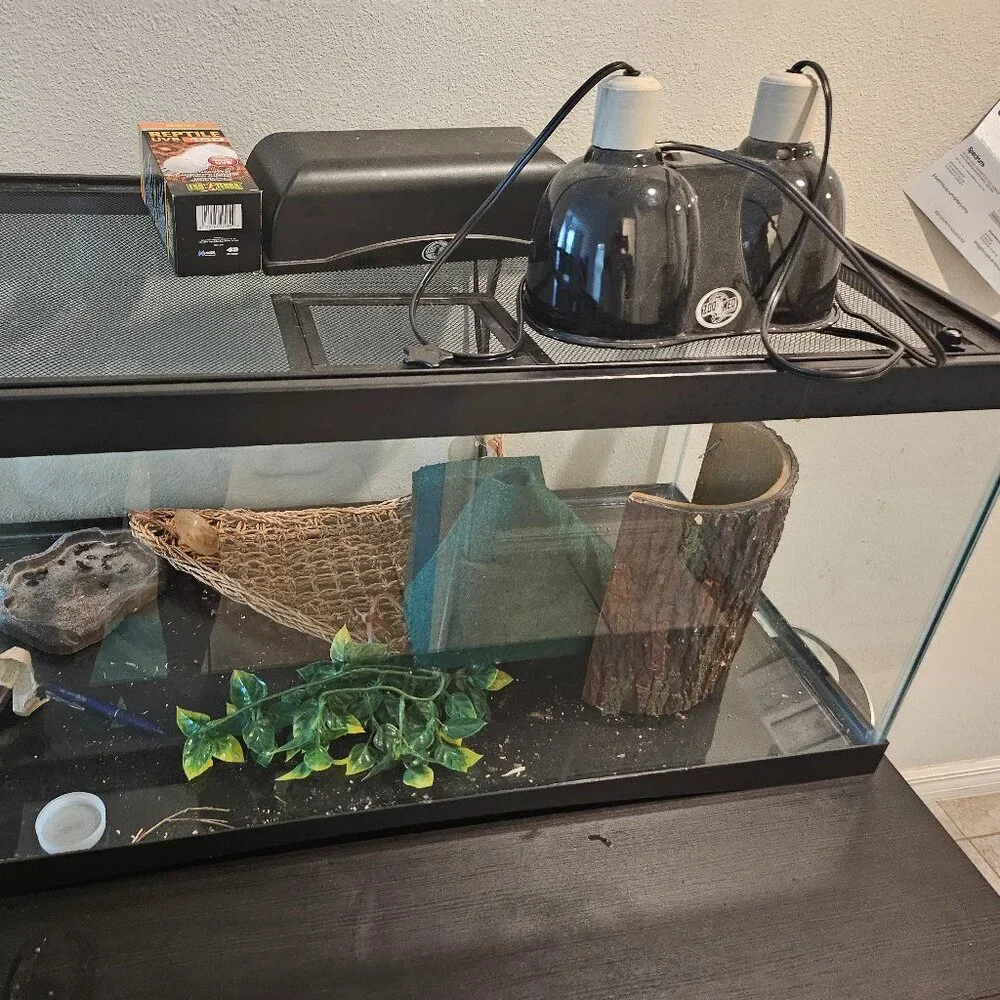 Bearded Dragon tank